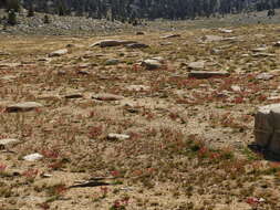 Image of alpine sheep sorrel