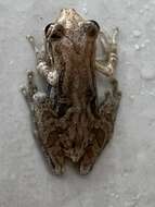 Image of Fowler's snouted tree frog
