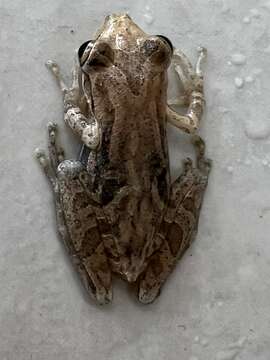 Image of Fowler's snouted tree frog