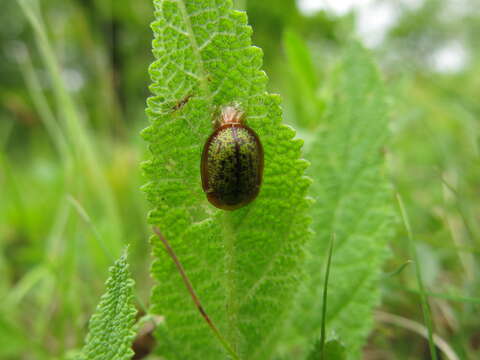 Image of Cassida (Lordiconia) canaliculata Laicharting 1781