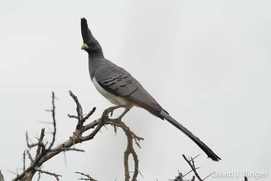 Image of White-bellied Go-away-bird