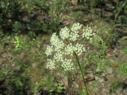 Conioselinum longifolium Turcz.的圖片