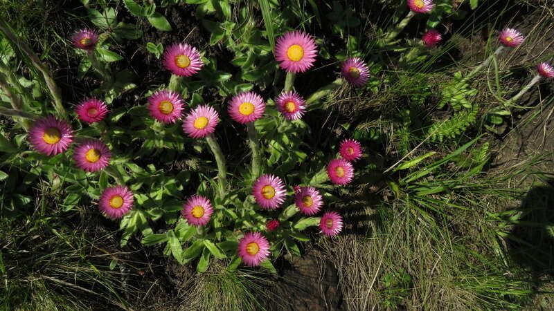 Image of Helichrysum ecklonis Sond.