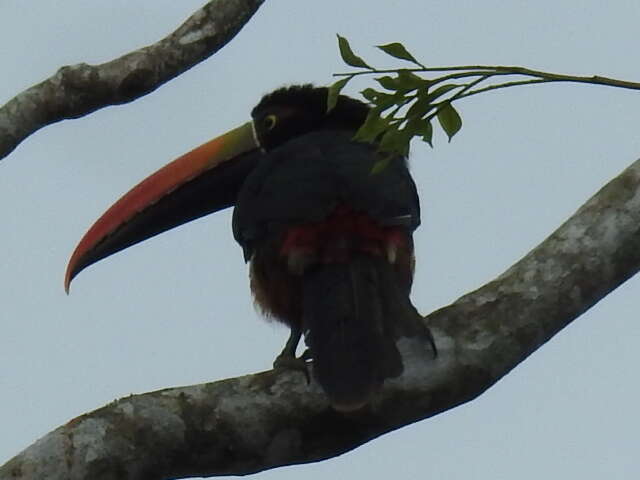 Image of Fiery-billed Aracari