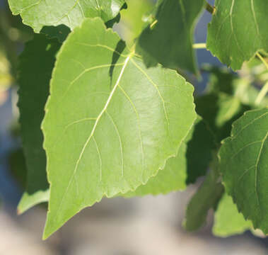 Image of Fremont cottonwood