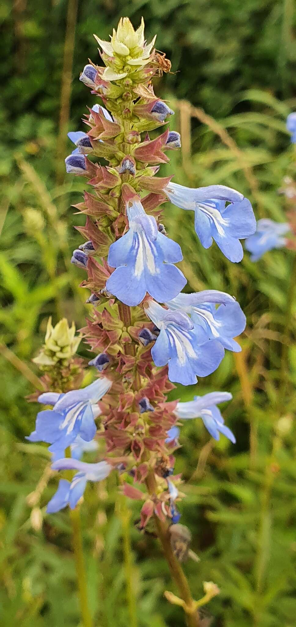 Imagem de Salvia uliginosa Benth.