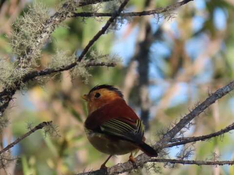 Image of Black-capped Piprites