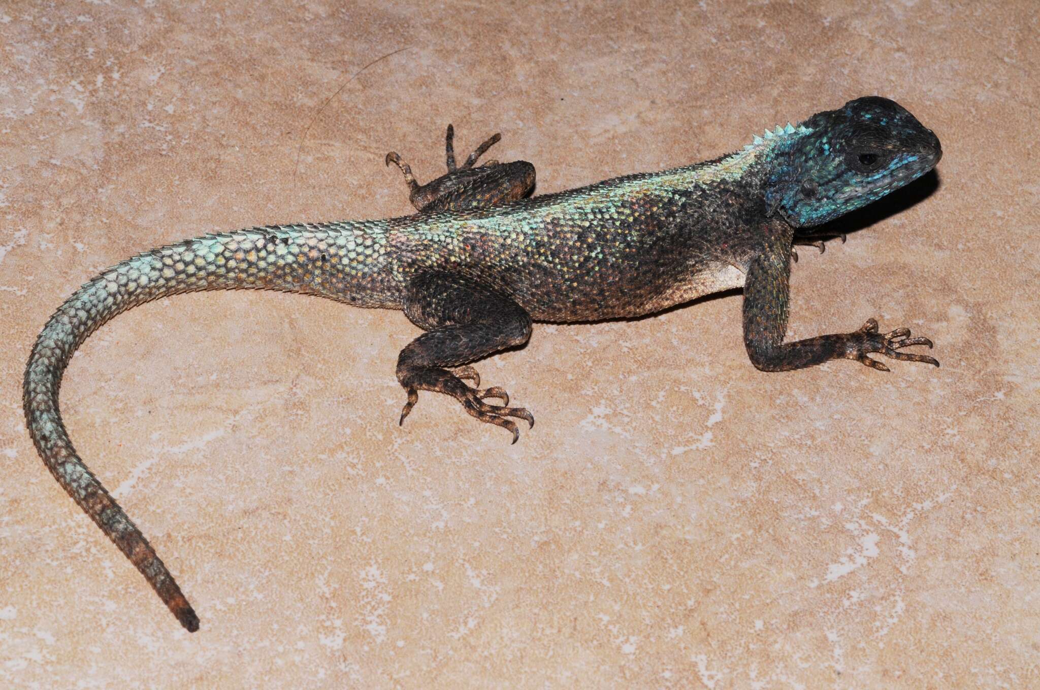 Image of Mozambique Agama