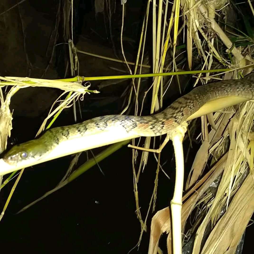 Image of Red-sided Keelback Water Snake