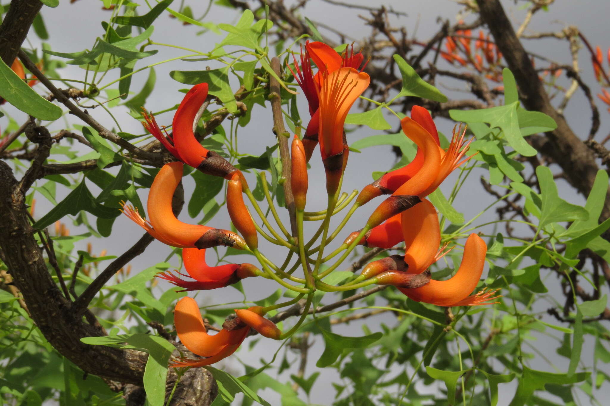 Image of Bat's wing coral tree