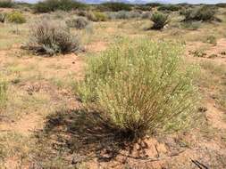 Image de Lepidium alyssoides A. Gray