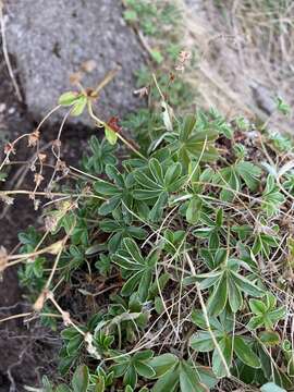 Image of Alchemilla transiens (Buser) Buser