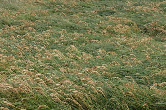 Image of Poa foliosa (Hook. fil.) Hook. fil.