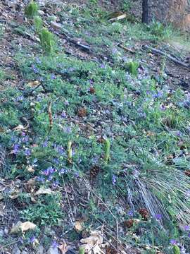 Imagem de Vicia americana subsp. americana