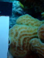 Image of Tube Coral