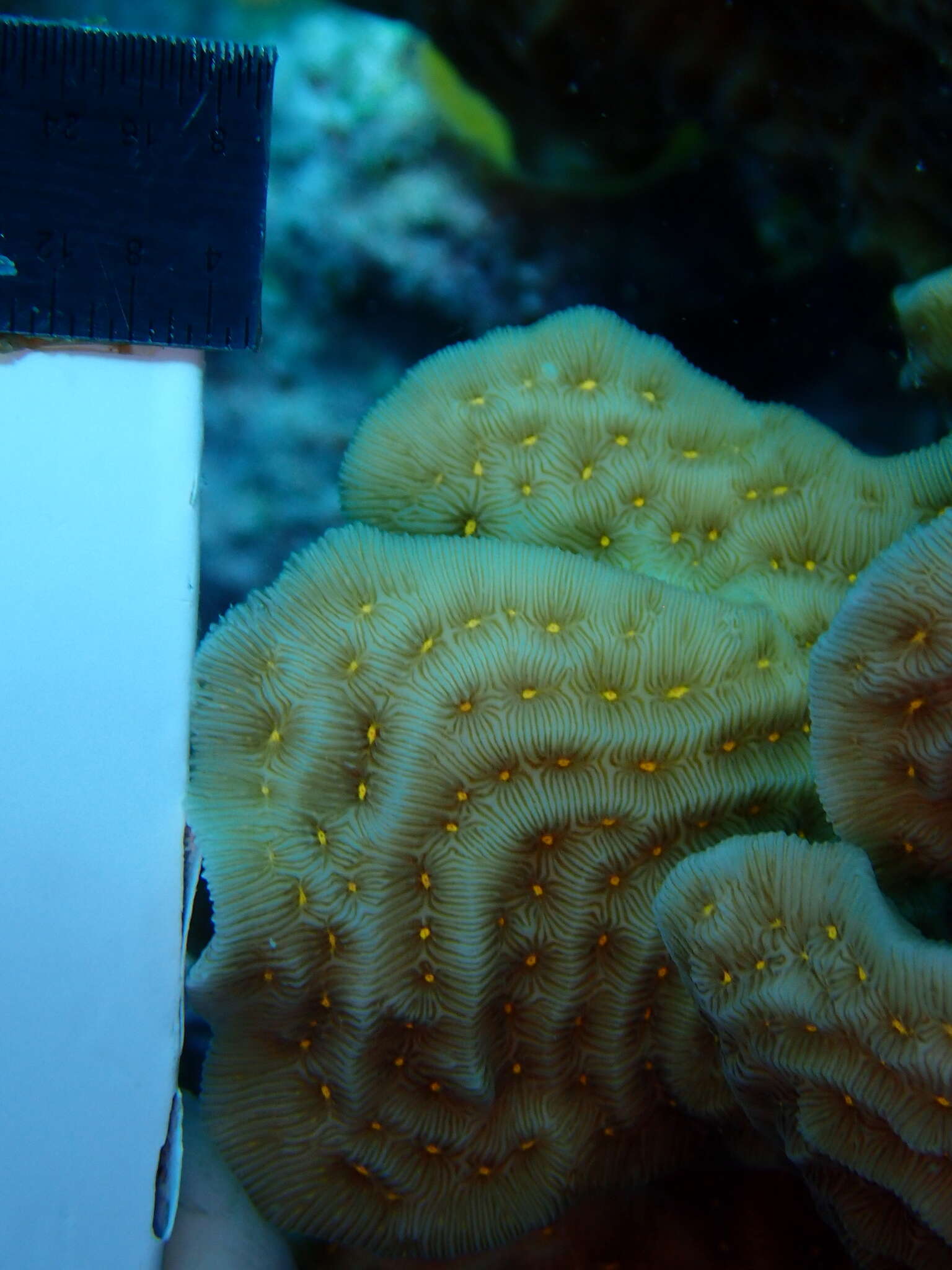 Image of Tube Coral