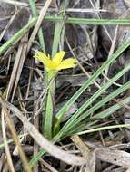 Image of Bristle-Seed Yellow Star-Grass