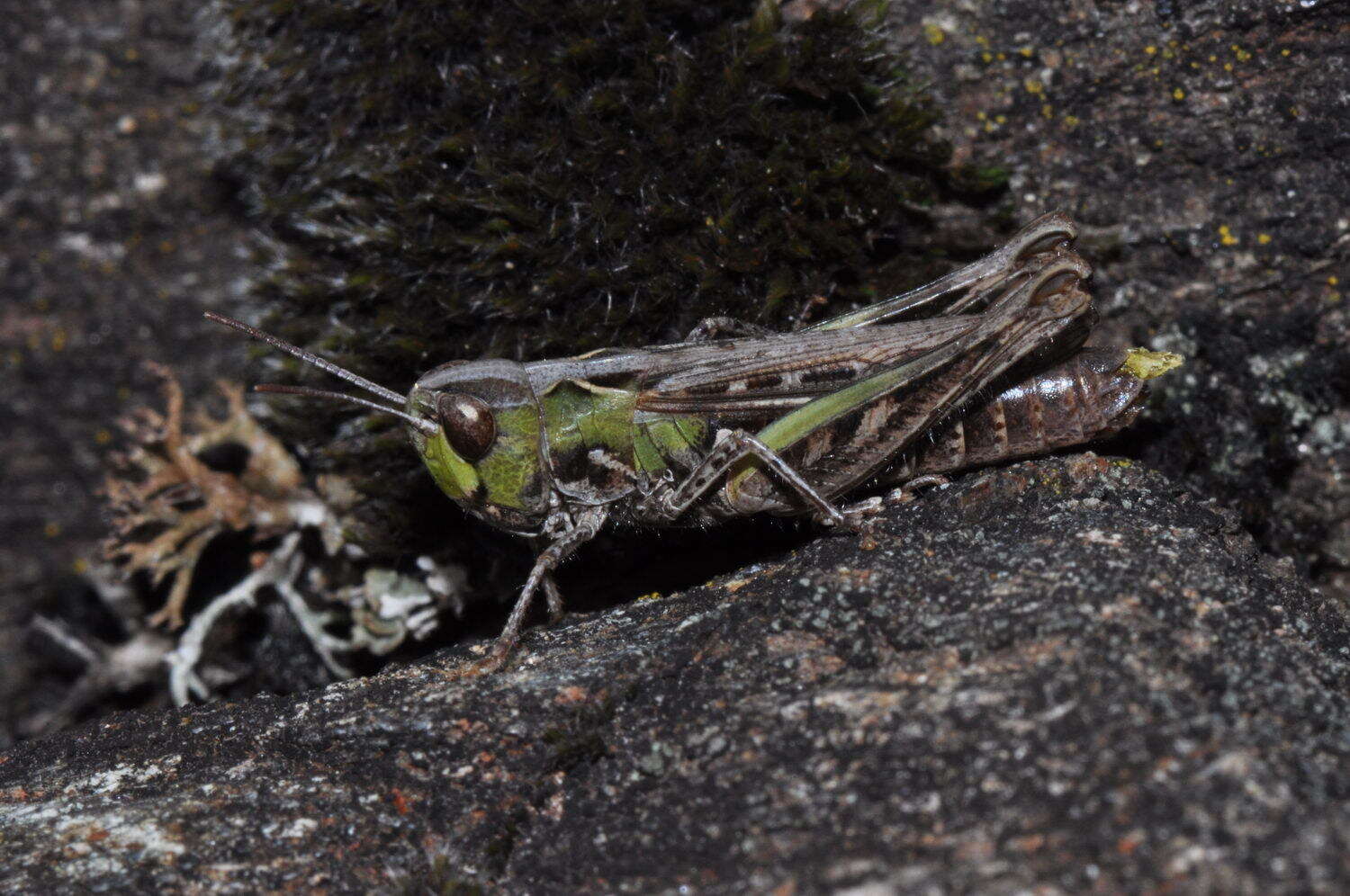 Image of Omocestus (Omocestus) petraeus (Brisout de Barneville 1856)