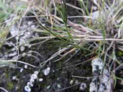 Image of Limestone Pappus Grass