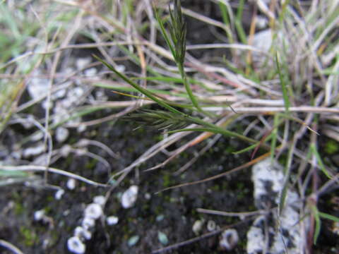 Image de Pappophorum pappiferum (Lam.) Kuntze