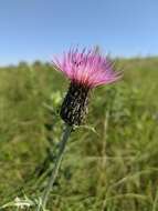 Image de Cirsium flodmanii (Rydb.) Arthur