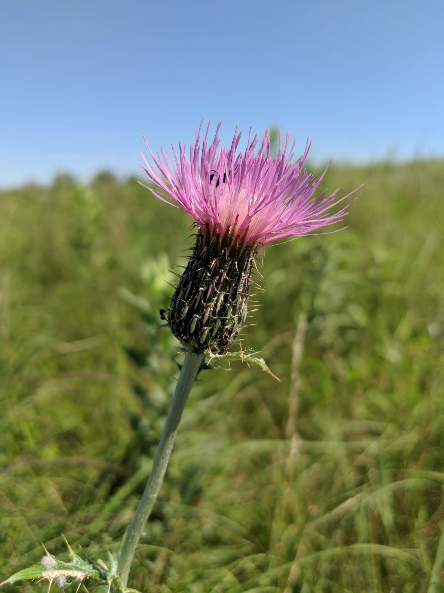 Image de Cirsium flodmanii (Rydb.) Arthur