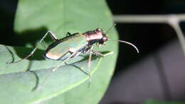 Image of Cliff tiger beetle