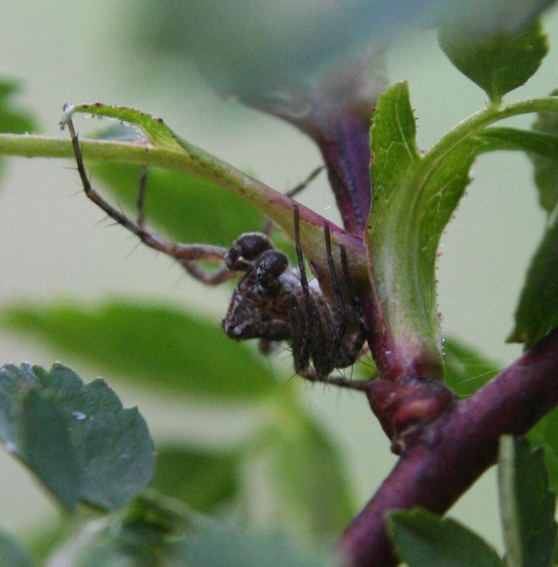 Image of Western Lynx Spider