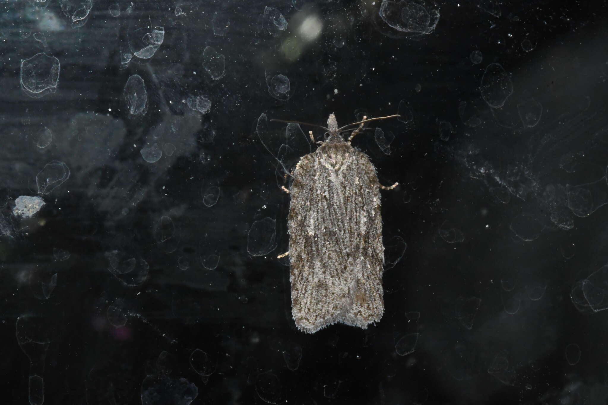 Image of Acleris maximana Barnes & Busck 1920