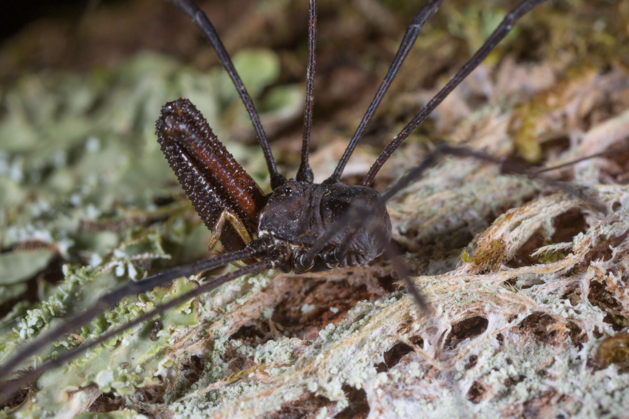 Image of <i>Pantopsalis coronata</i>