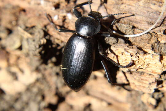 Image of Eleodes (Eleodes) dentipes Eschscholtz 1829