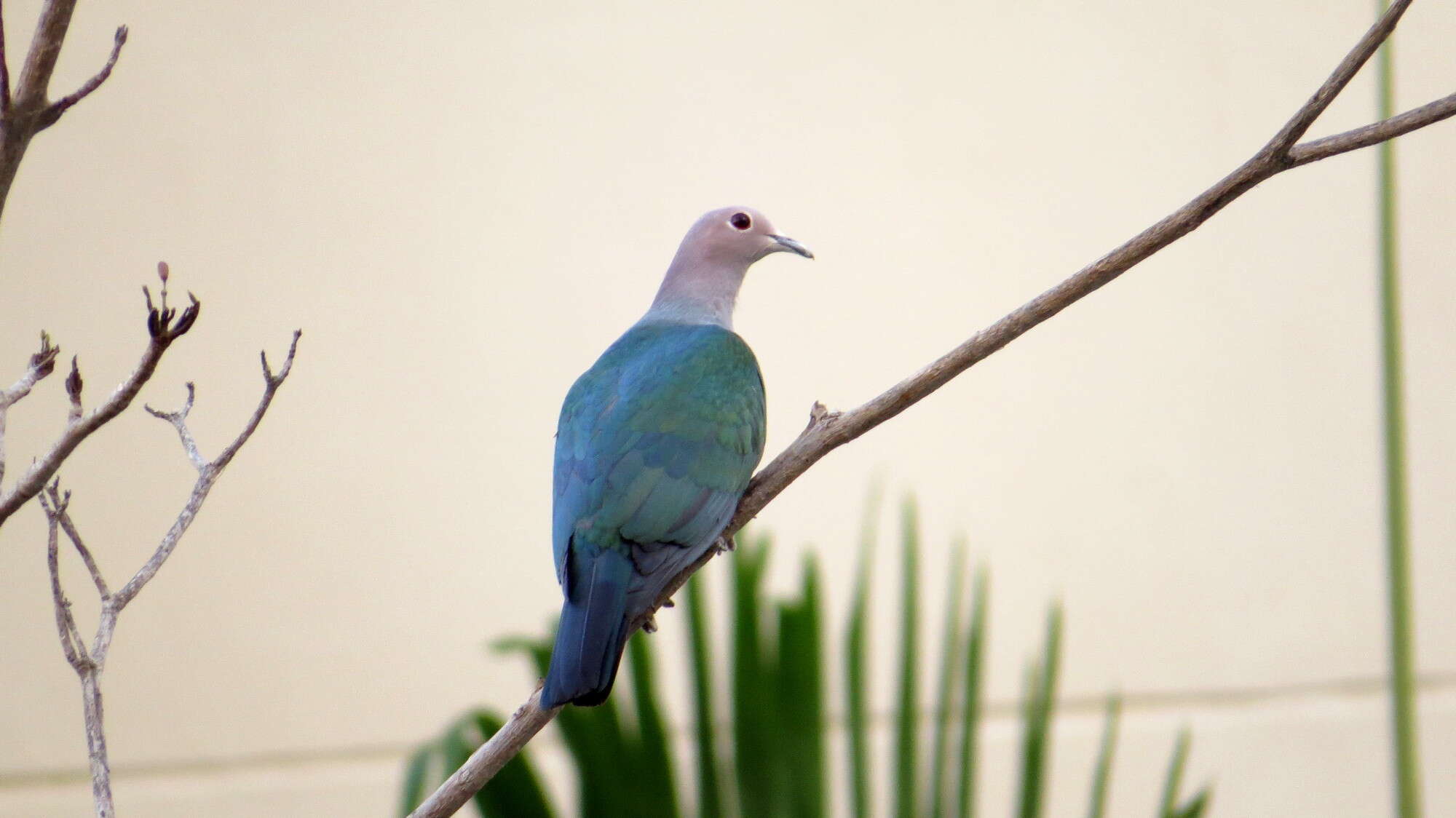 Imagem de pombo imperial verde