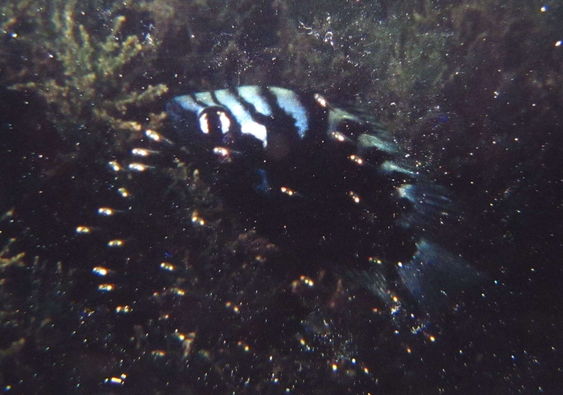 Image of Flier cichlid