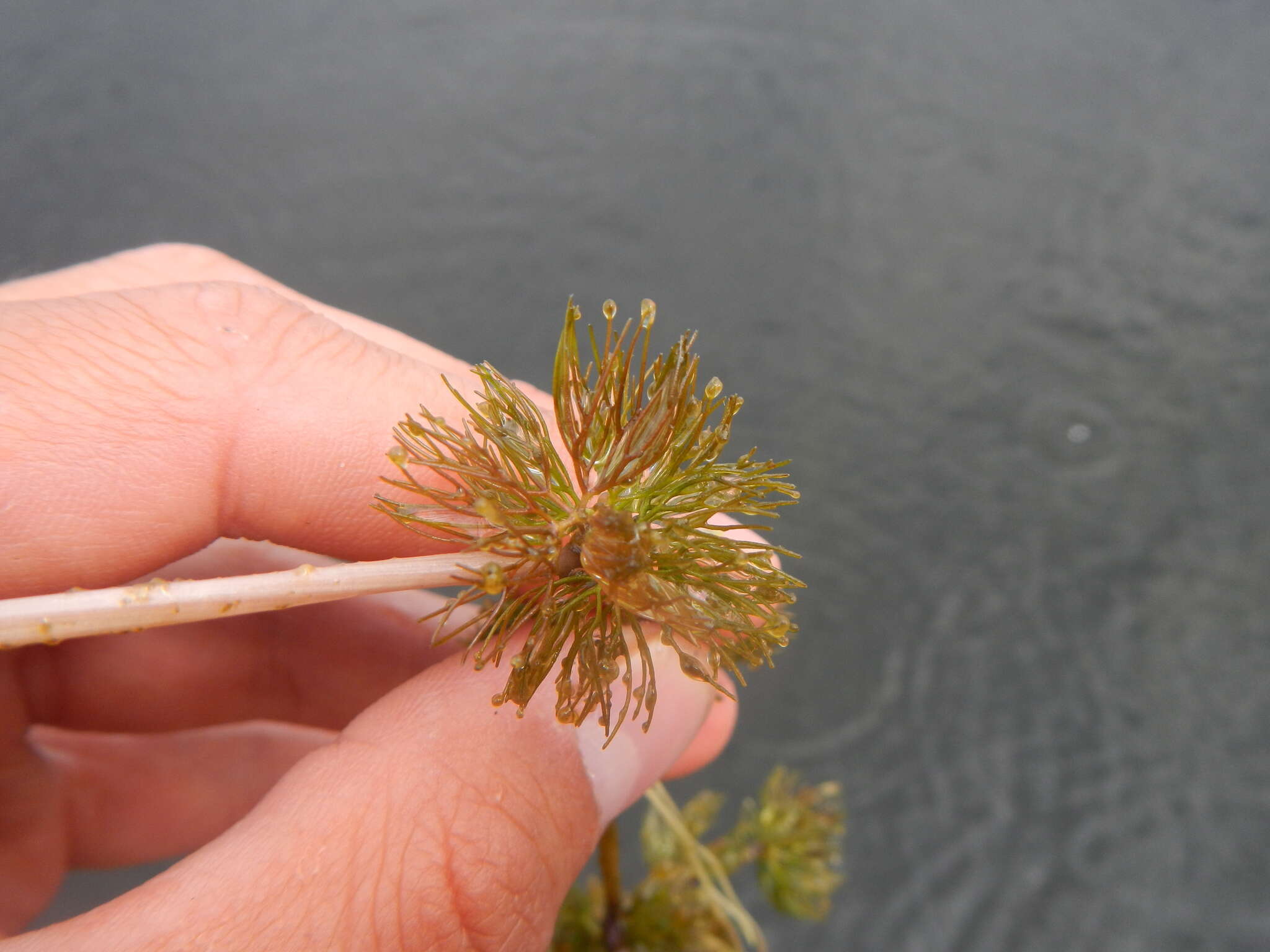 Слика од Ranunculus trichophyllus Chaix