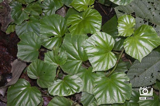 Image of morning-glory begonia