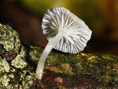 Image of Roridomyces austrororidus (Singer) Rexer 1994