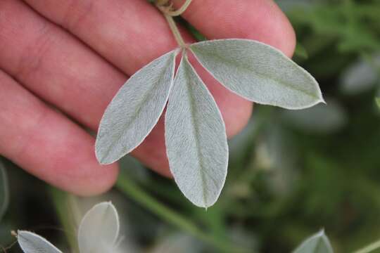 Plancia ëd Psoralea argophylla Pursh