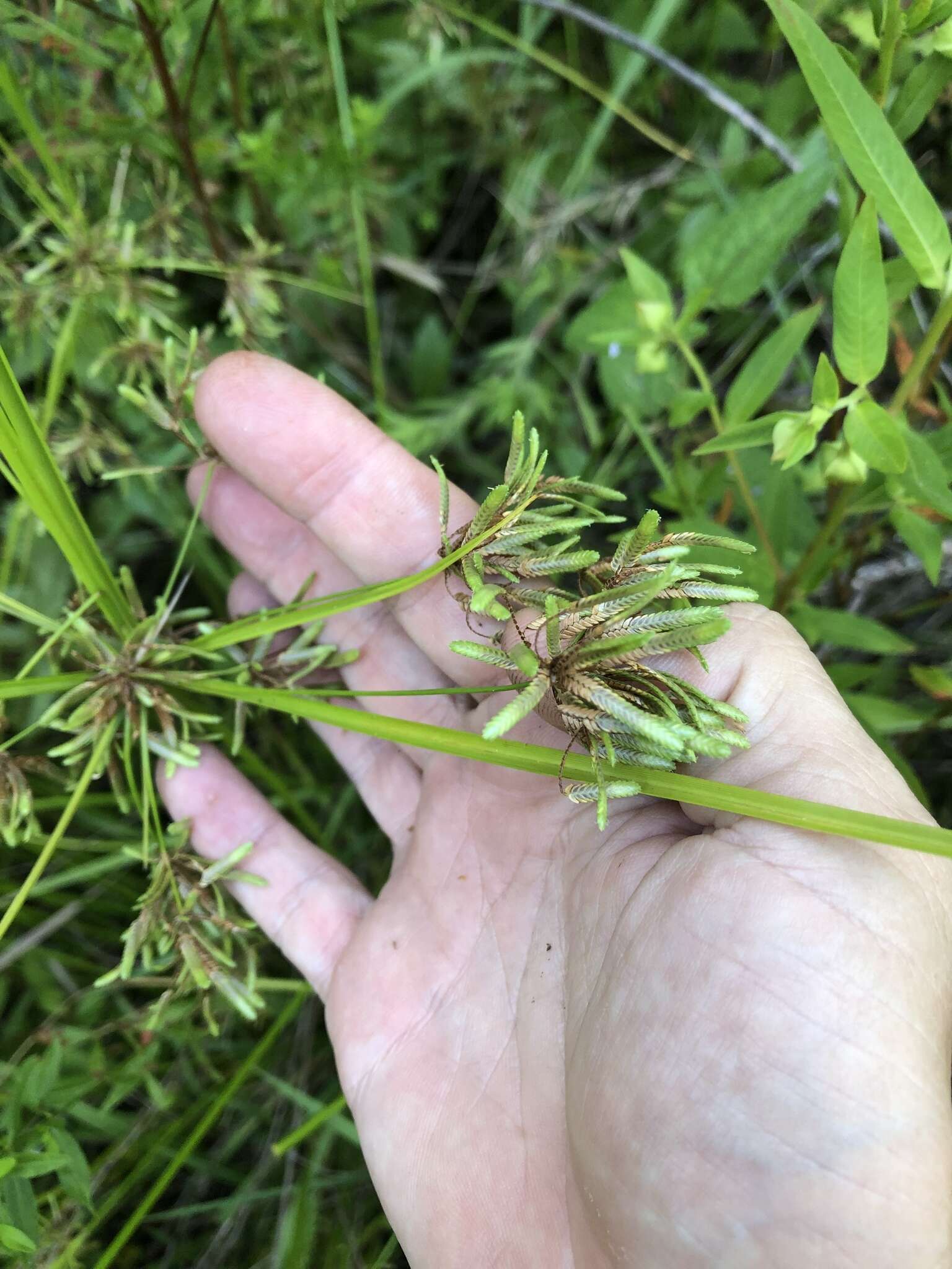 Image of Pond Flat Sedge