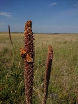 Image de Kniphofia typhoides Codd