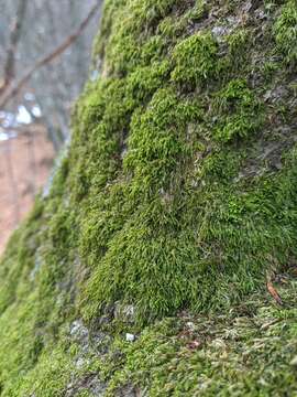 Image of pterigynandrum moss