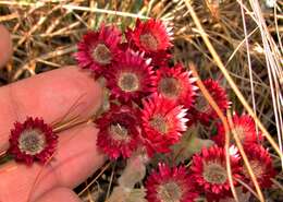 Image of Helichrysum ecklonis Sond.