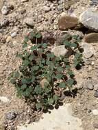 Euphorbia simulans (L. C. Wheeler) Warnock & M. C. Johnst. resmi