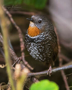 Image of Mishmi Wren-babbler