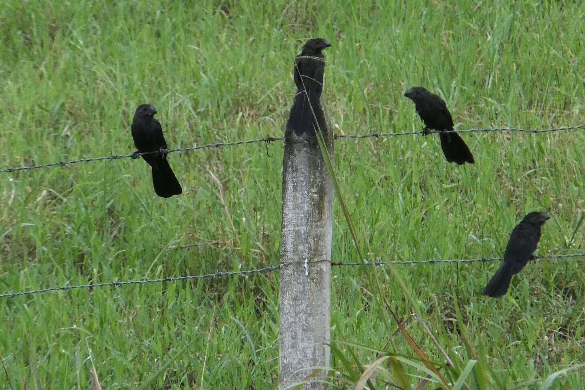 Imagem de Crotophaga Linnaeus 1758