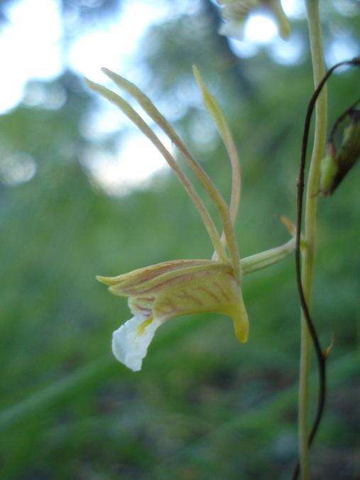 Image of Eulophia longisepala Rendle