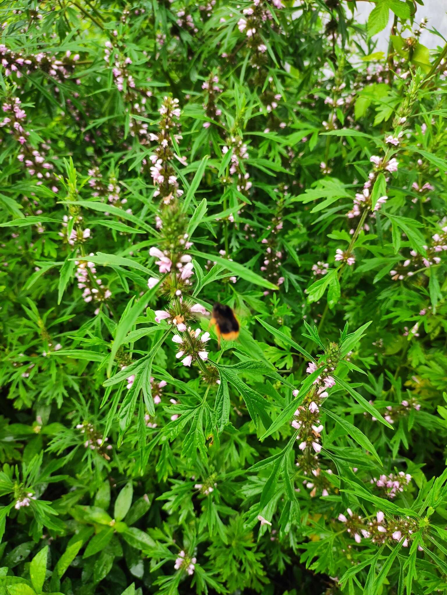 Image of Bombus flavescens Smith 1852