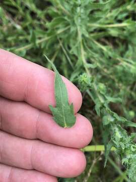 Image of lanceleaf ragweed