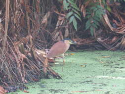 Image of Nankeen Night Heron