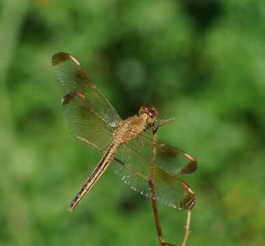 Neurothemis stigmatizans (Fabricius 1775) resmi