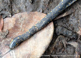 Image of Thickhead Ground Snake